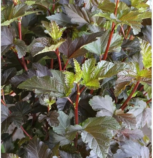 Physocarpus opulifolius Fasanenspiere Diable d Or Strauch, Höhe: 40-60 cm - Bild 1