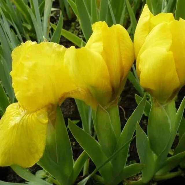 6er Set Arborix Zwerg-Schwertlilie Brassie Iris pumila mit gelben Blüten im 9cm Topf - Bild 1