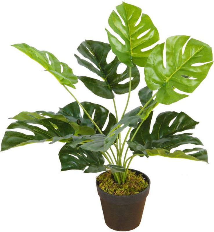 Spetebo Künstliche Monstera Zimmerpflanze in Grün mit schwarzem Blumentopf, Höhe: 45 cm - Bild 1