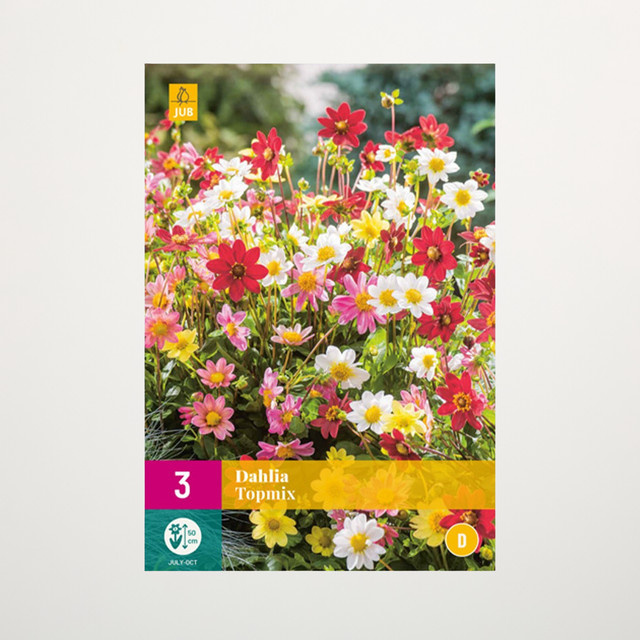 Dahlien Topmix Knollen von BLUME2000 für Blumenrabatten, Balkon und Terrasse, 3 Stück - Bild 1