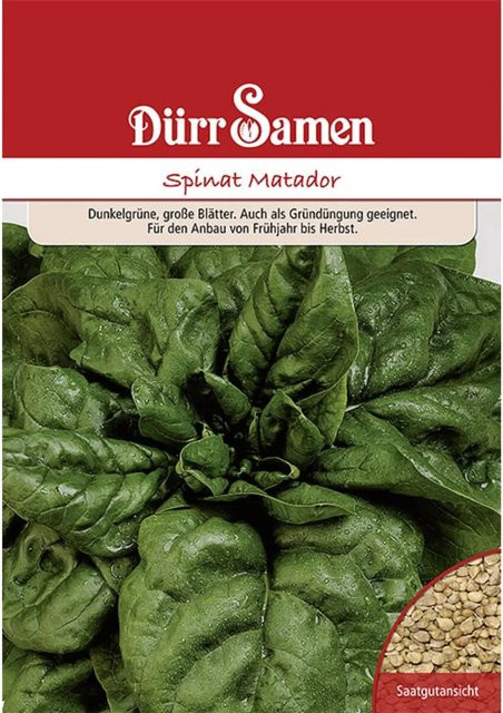 Dürr Samen Spinat Matador Gründüngung Saatgut 250 g - Bild 1