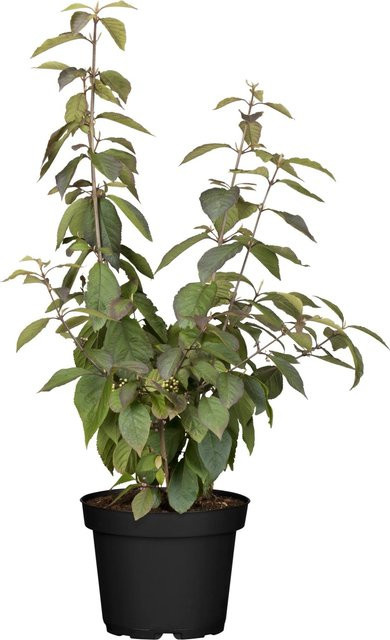 GROW by OBI Liebesperlenstrauch Profusion Lila, Zierstrauch für den Außenbereich - Bild 1
