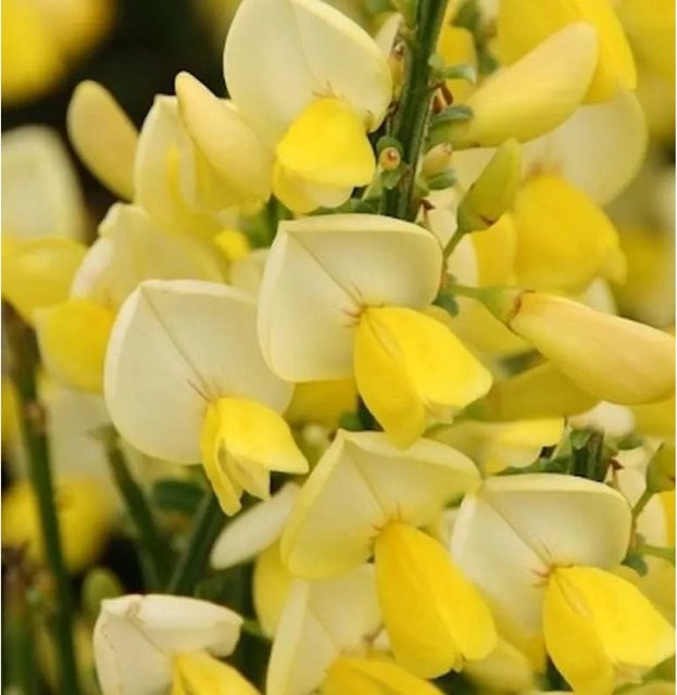 Zwerg Edelginster Dukaat Cytisus gelb und weiß, Höhe: 30-40 cm - Bild 1