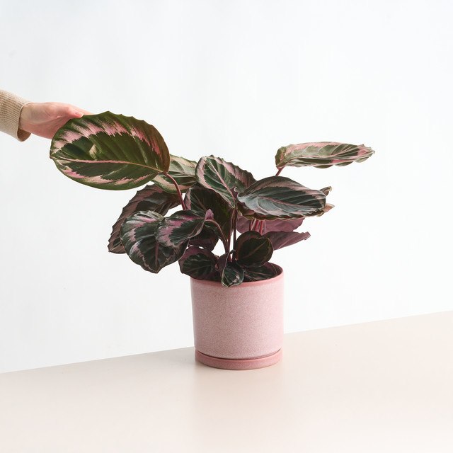 Calathea Jessy Zimmerpflanze von BLUME2000 mit grünem, pinkem und mehrfarbigem Blattwerk - Bild 1