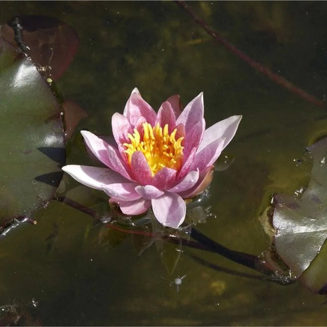 Seerose Nymphaea Walter Pagels für den Teich - Bild 1