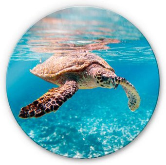 K&L Wall Art Glasbild Rund Unterwasser Ozean Schildkröte in Blau und Multicolour, Durchmesser: 50 cm - Bild 1