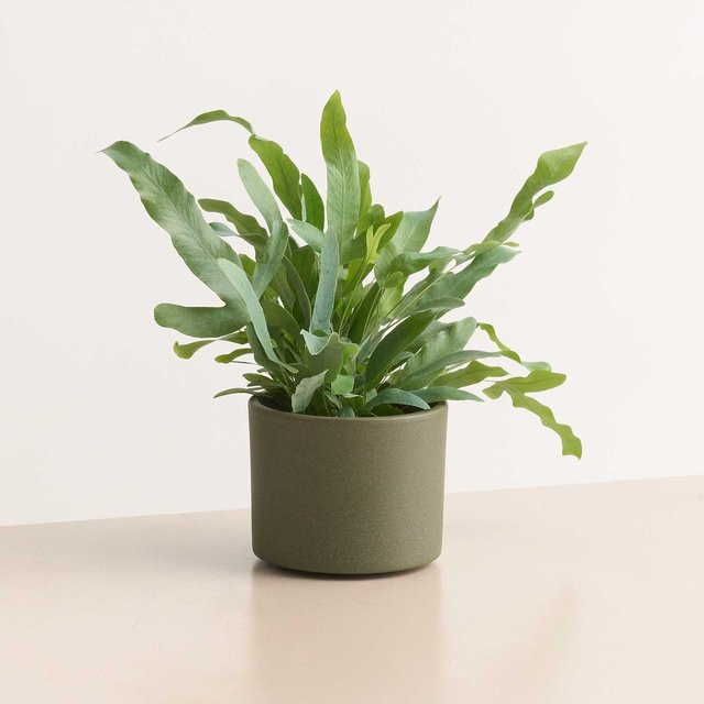 Minimalistischer Keramik Übertopf von BLUME2000 in Grün, Höhe: 10,5 cm - Bild 1