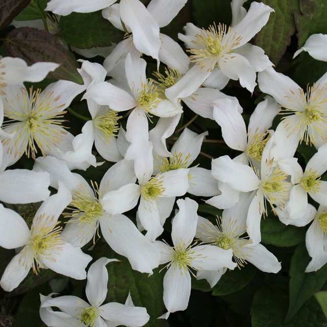 Clematis Willsonii Kletterpflanze in Weiß für deinen Garten und Balkon - Bild 1