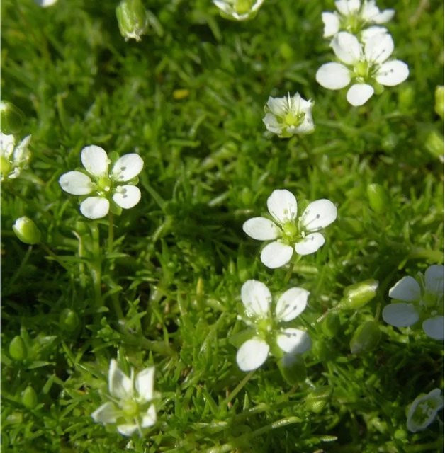 Sagina subulata Sternmoos als grüner Bodendecker für Steingärten und Steinfugen von Nr-01.de - Bild 1