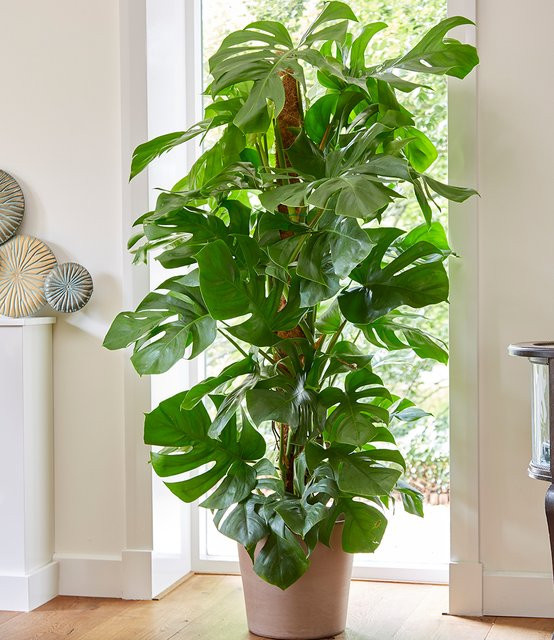 Monstera Pertusum Zimmerpflanze in Grün mit Moosstab, Höhe: 120 cm - Bild 1