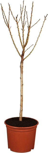 GROW by OBI Bio Sauerkirsche Safir Prunus im Topf, Höhe: ca. 130 cm, Dunkelrot - Bild 1