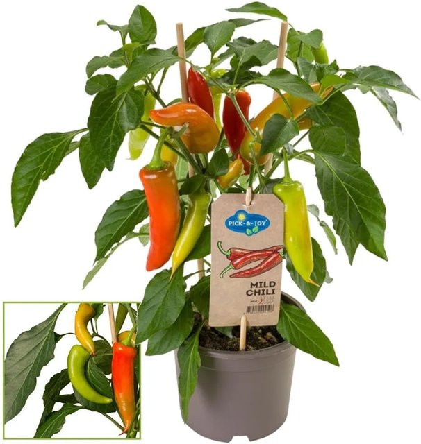 Exotenherz Chilipflanze Pfefferstrauch Mild für Balkon und Garten im 14cm Topf - Bild 1