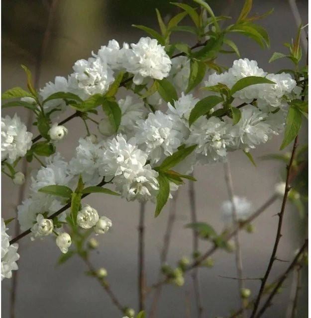 Chinesische Zwergkirsche Prunus glandulosa als Kübelpflanze mit pinken und weißen Blüten, Höhe: 80-100 cm - Bild 1