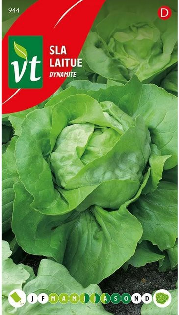 Arborix Kopfsalat Dynamite Saatgut, 0,6 g - Bild 1