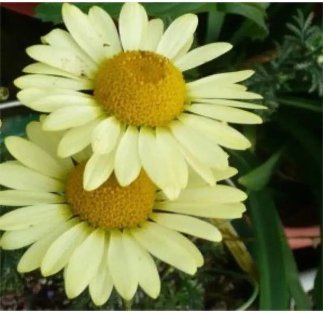 Färberkamille Wargrave Anthemis tinctoria gelbe Staude für den Außenbereich - Bild 1