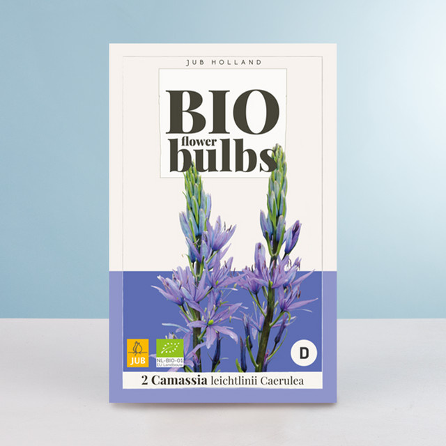 BIO Prärielilie Caerulea mit 2 Zwiebeln von BLUME2000 - Bild 1