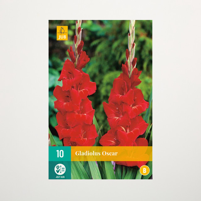 Gladiole Oscar von BLUME2000 mit 10 Knollen für Gartenbeet, Kübel, Balkon oder Terrasse - Bild 1