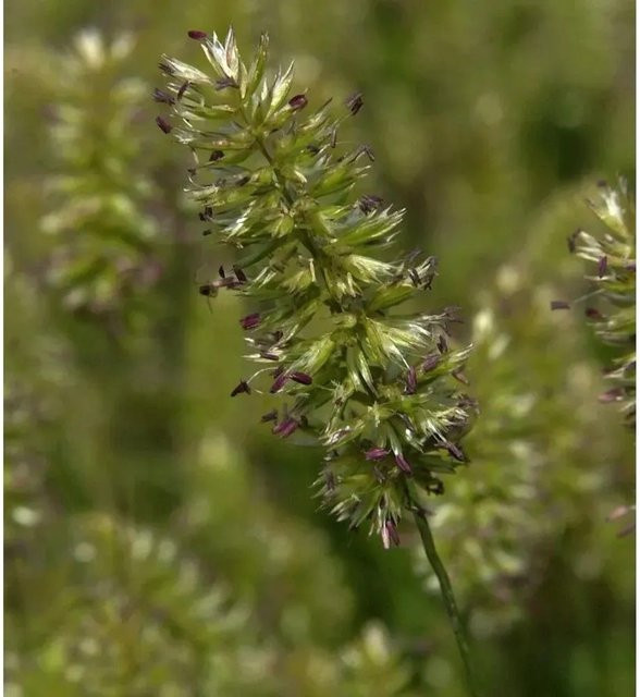 Zierliches Schillergras Koeleria macrantha als pflegeleichte Staude in den Farben Grau, Grün und Braun - Bild 1