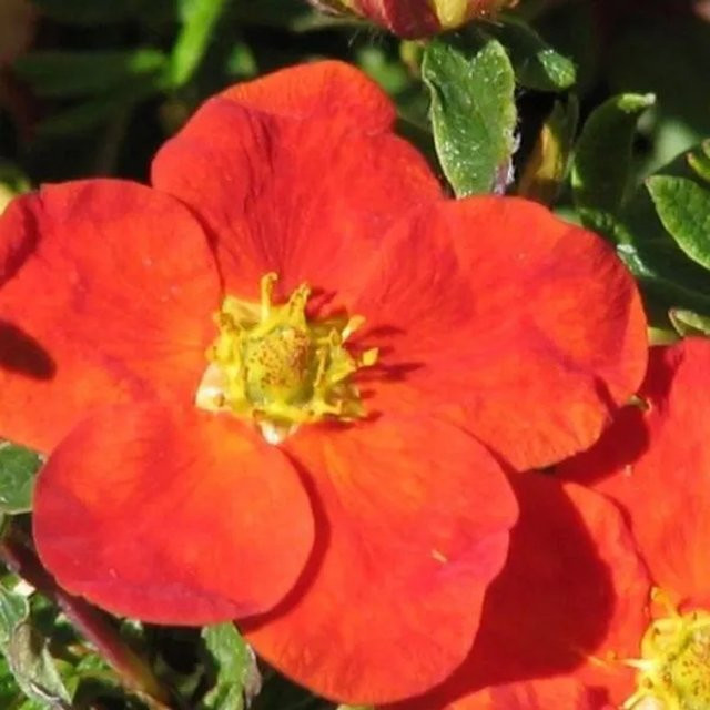 Arborix Fingerstrauch Red Ace Potentilla fruticosa mit roten Blüten im Container - Bild 1