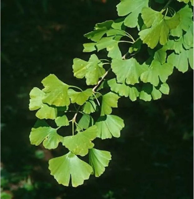 Ginkgo biloba Fächerblattbaum Blagon, grün, Höhe: 40-60 cm - Bild 1