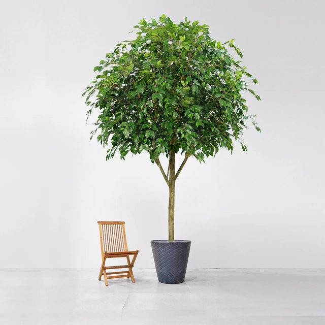 Aplanta Künstlicher Ficus Claus Baum 400 cm - Bild 1