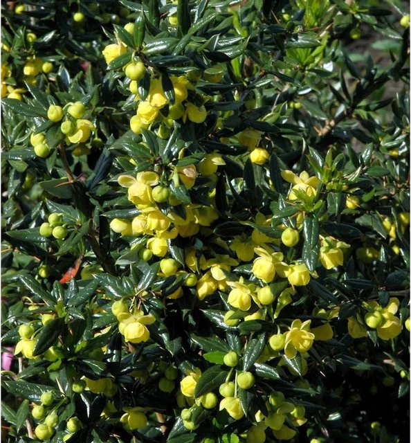 Immergrüne Kissenberberitze Jytte Berberis candidula, Grün-Gelb, Höhe: 60-80 cm - Bild 1