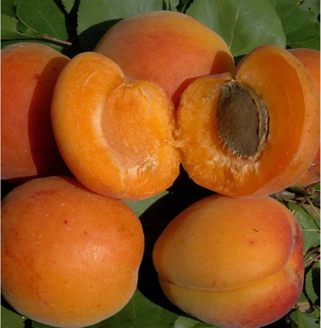 Aprikosenbaum Prunus armeniaca von Nr-01.de, Höhe: 60-80 cm - Bild 1