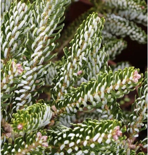 Koreatanne Silver Star Abies koreana Koniferen Pflanze in Silber und Grün - Bild 1
