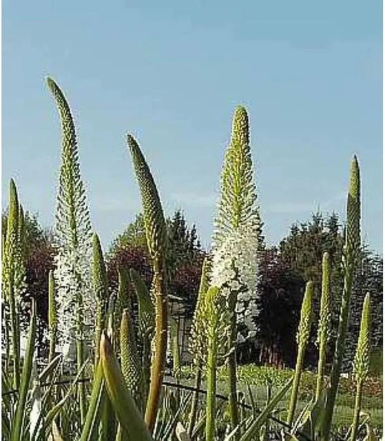 Weiße Steppenlilie Eremurus himalaicus als Solitärpflanze von Nr-01.de - Bild 1