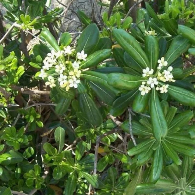 Arborix Pittosporum tobira Strauch mit dunkelgrünem Laub im Container - Bild 1