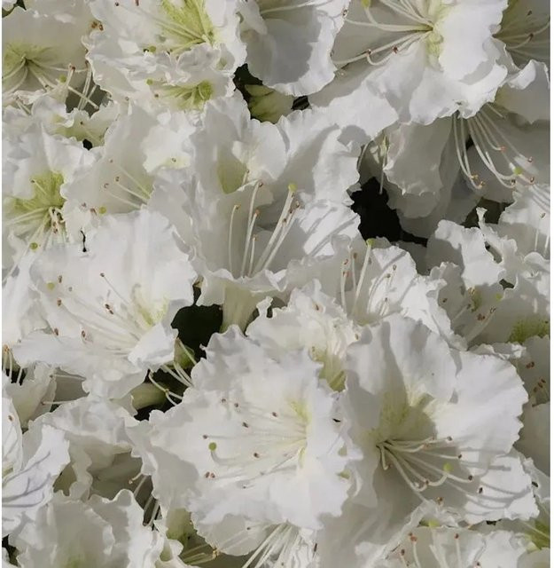 Japanische Azalee Rhododendron obtusum Maischnee als Zwerg Alpenrose in Topf, Höhe: 15-20 cm - Bild 1