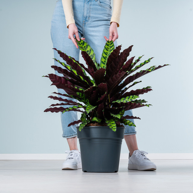 Calathea Oppenheimiana Zimmerpflanze von BLUME2000 mit grün-rotem Blattwerk - Bild 1