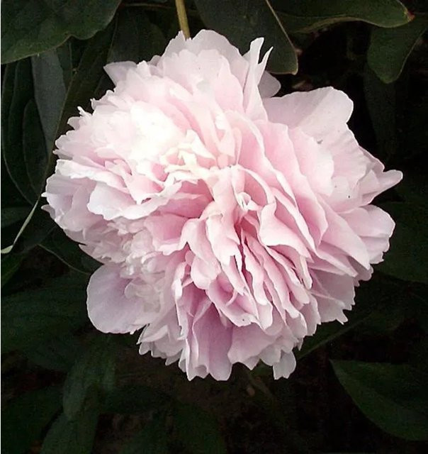 Edelpfingstrose Sarah Bernhardt Paeonia actiflora in Pink - Bild 1