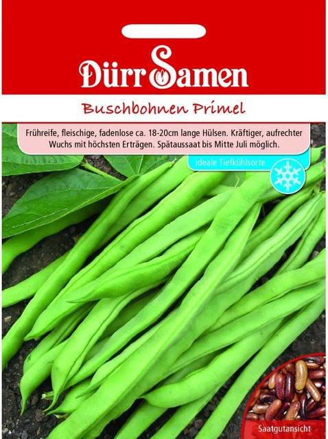 Dürr Buschbohnen Primel Saatgut 155 g - Bild 1