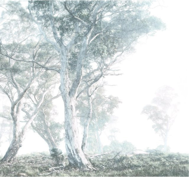 Komar Fototapete Vlies Magic Trees Multicolor B: 300 cm, H: 280 cm - Bild 1