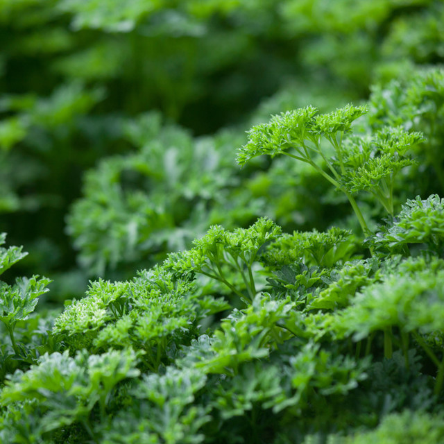 Petersilie als mehrjährige Kräuterpflanze für deinen Garten oder als Zimmerpflanze von Mein schöner Garten Shop, Grün, 30 g - Bild 1