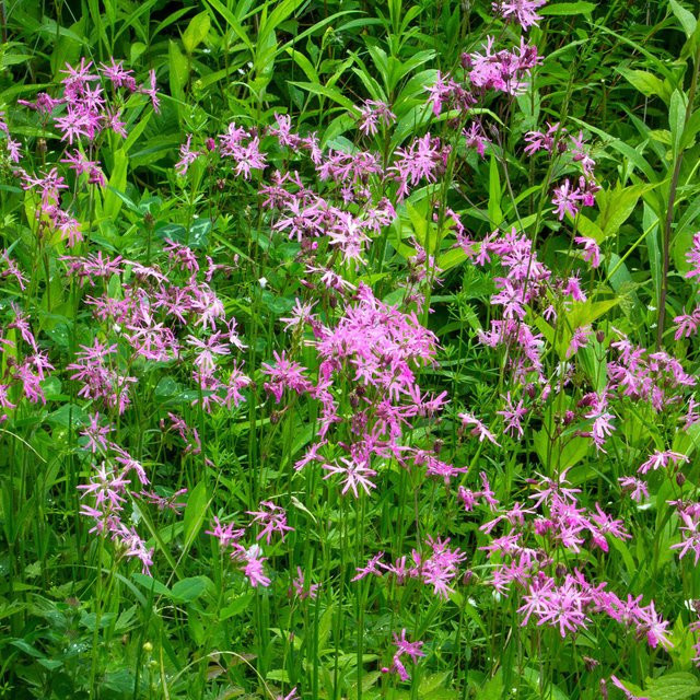 Zwergkuckucksblume Lychnis Nana rosa mehrjährige Gartenpflanze - Bild 1