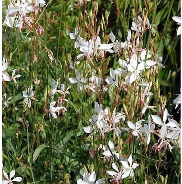 Prachtkerze Gaura lindheimeri als weiße mehrjährige Schnittpflanze für den Garten und Steingarten - Bild 1