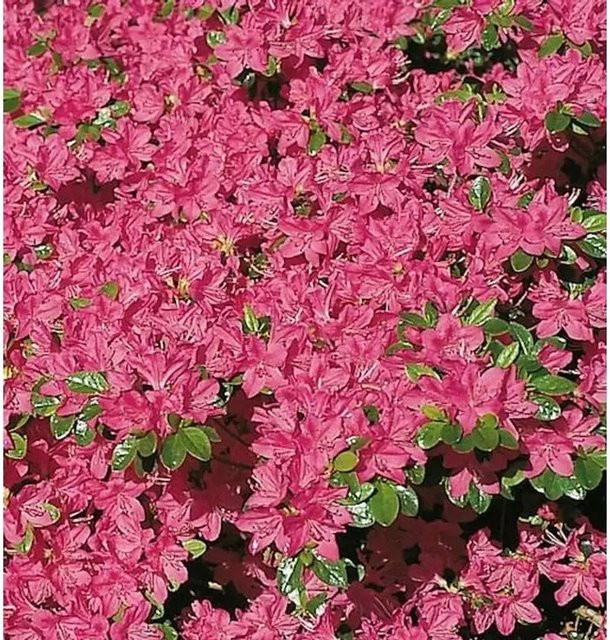 Japanische Azalee Kermesina Rhododendron obtusum Zwerg Alpenrose in Pink, Topfpflanze - Bild 1
