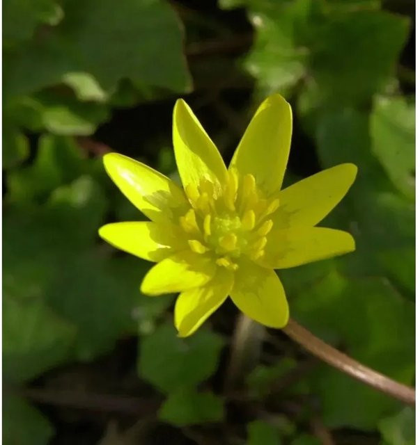Scharbockskraut Flore Pleno Ficaria verna gelbe Staude für Teichrand und feuchte Gartenstellen - Bild 1