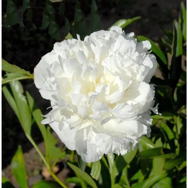 Edelpfingstrose Avalanche Paeonia actiflora in Weiß als mehrjährige Gartenpflanze - Bild 1