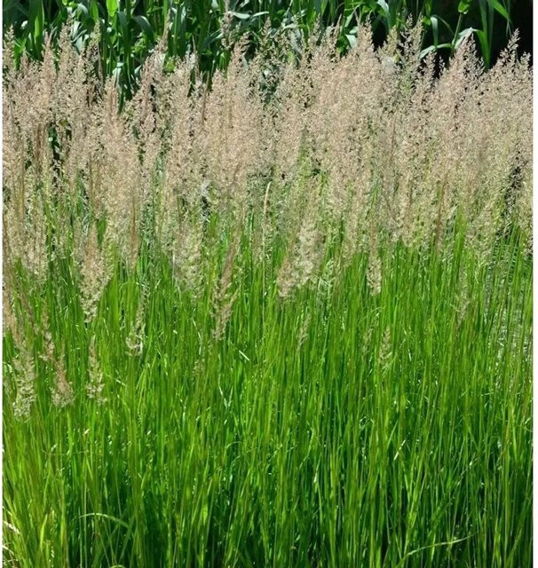 Anemanthele lessoniana Fasanenschwanzgras, grüne mehrjährige Gartenpflanze im Topf - Bild 1