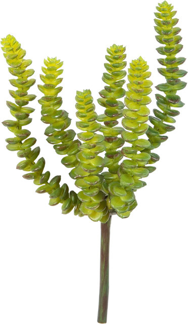 Künstliche Crassula Hedi von Aplanta, Sukkulente, Höhe: 17 cm - Bild 1