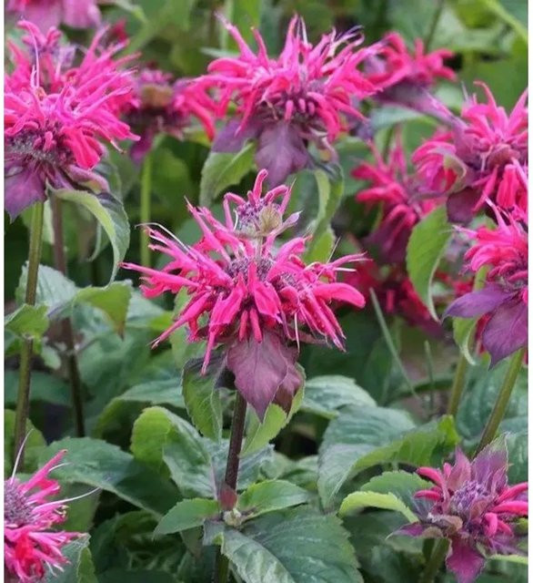 Monarda didyma Indianernessel Pink Lace als rosa Staude für deinen Garten - Bild 1