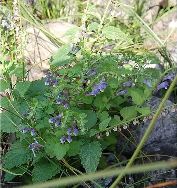 Hohes Helmkraut Scutellaria altissima als mehrjährige Pflanze für Garten und naturnahe Anlagen von Nr-01.de - Bild 1