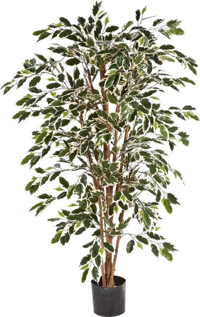 Künstlicher Chinesischer Ficus Ivan von Aplanta, Höhe: 150 cm - Bild 1