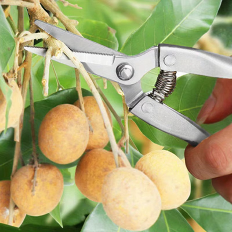 Popolle Obstpflück- und Gartenschere aus Edelstahl mit Zinklegierung in Gold und Schwarz - Bild 3