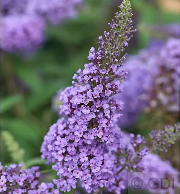 Buddleja Sommerflieder Ellens Blue in Blau/Violett, Höhe: 40-60 cm - Bild 1