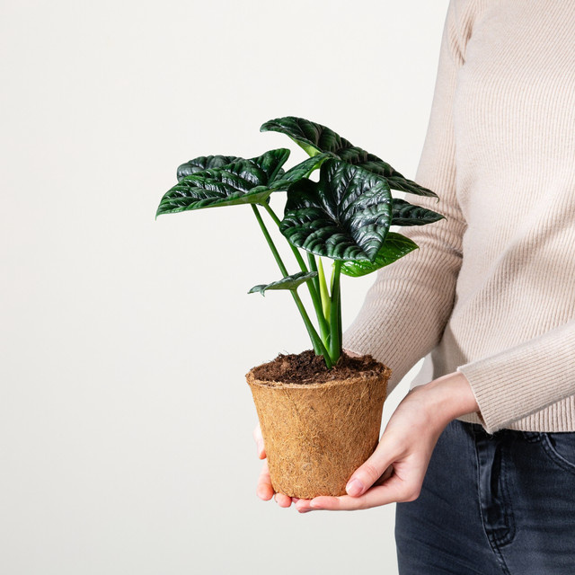 Alocasia Sinuata Zimmerpflanze von Blume2000 in Grün mit Kokosfasern - Bild 1