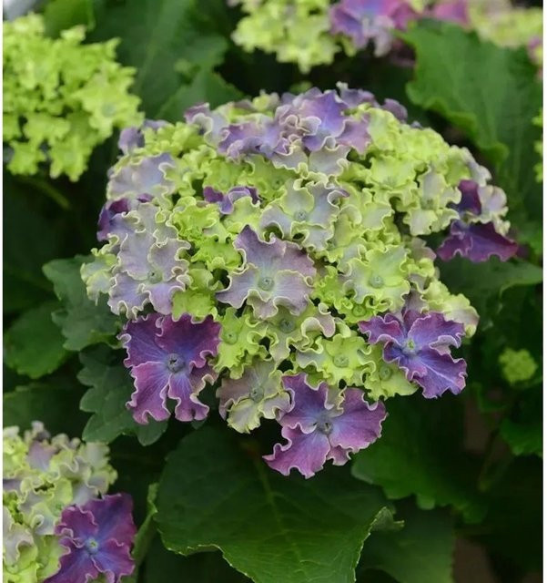 Bauernhortensie Curly Sparkle Blue Purple Hydrangea macrophylla von Nr-01.de - Bild 1